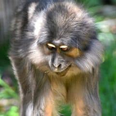 Gray-cheeked Mangabey Gray-cheeked Mangabey