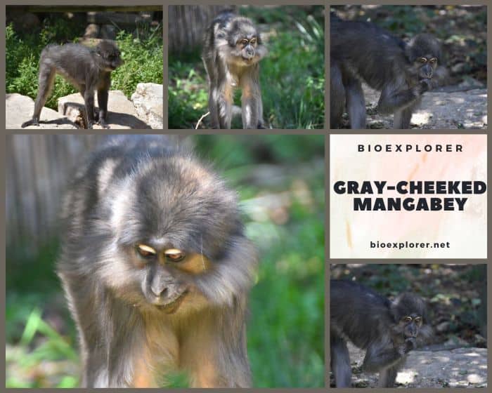 Gray Cheeked Mangabey