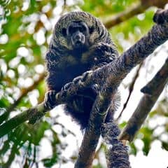 Gray monk saki