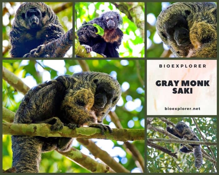 Gray's Bald-faced Saki