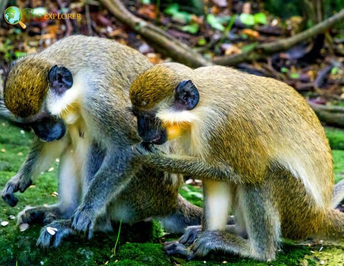 Green Monkey Green Monkey