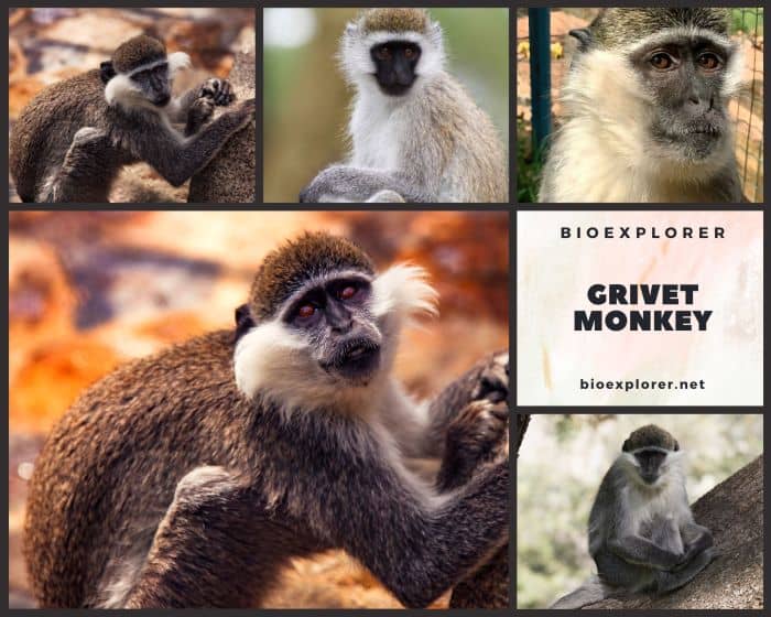 Grivet Monkey