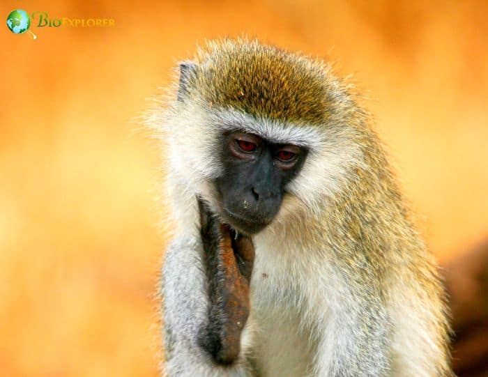 Grivet Monkey