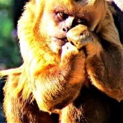 Guianan Brown Capuchin Guianan Brown Capuchin