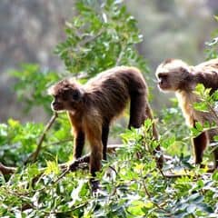Guianan Weeper Capuchin Guianan Weeper Capuchin
