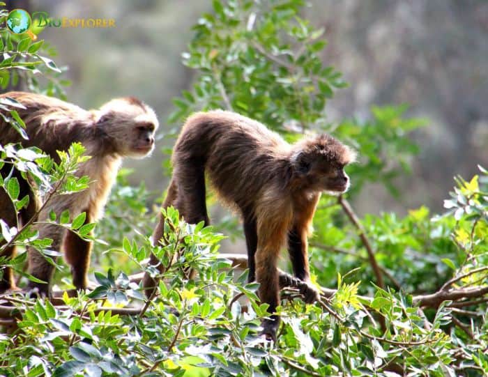 Guianan Weeper Capuchin Guianan Weeper Capuchin