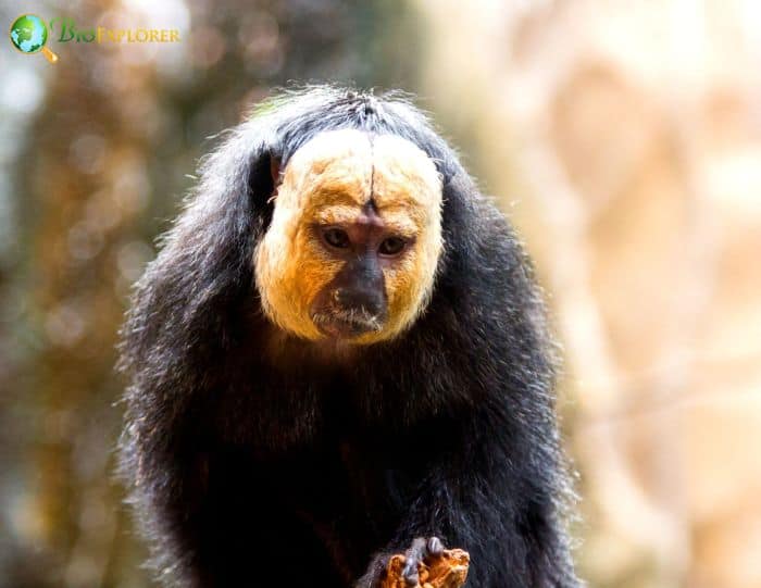 Guianan Saki Guianan Saki