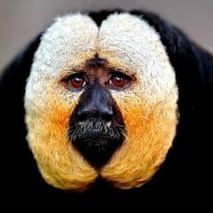 Guianan saki Guianan saki