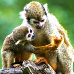 Phyto-indicators of squirrel monkey (jkijki)