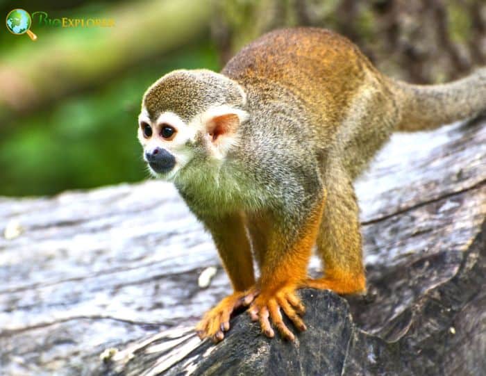 squirrel monkeys eating