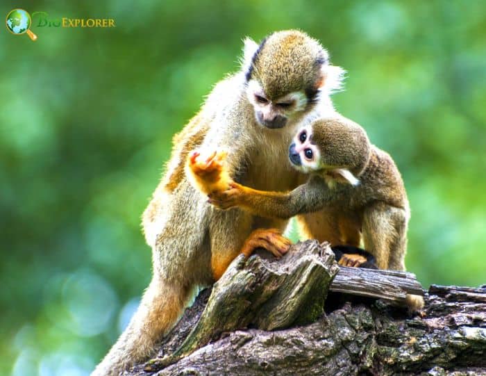 squirrel monkeys eating