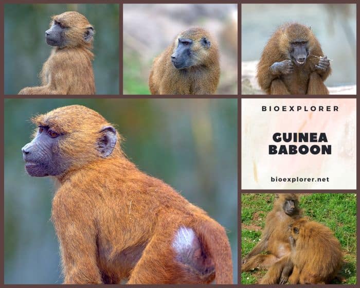 Guinea Baboon