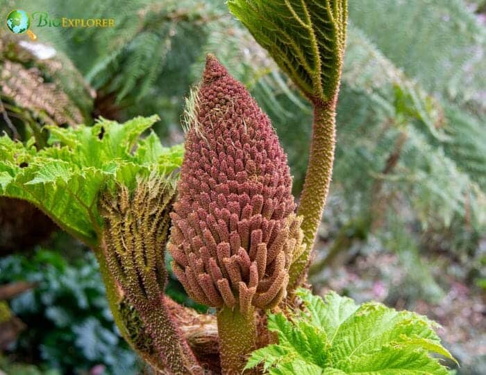 Gunnerales Flowers