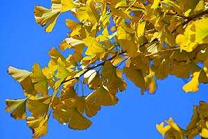 Maidenhair Tree Maidenhair Tree