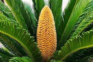 Sago Palm