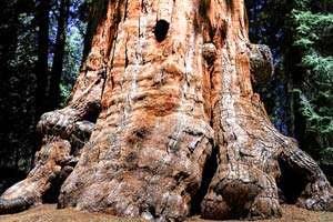 Giant Sequioa Tree Giant Sequioa Tree