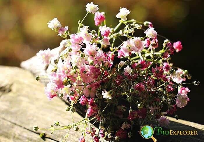 Gypsophila, Baby's Breath