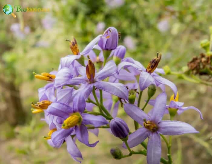 Haemodoraceae Characteristics Haemodoraceae Characteristics