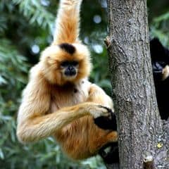Hainan Crested Gibbon Hainan Crested Gibbon