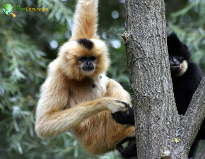Hainan Black Crested Gibbon Hainan Black Crested Gibbon