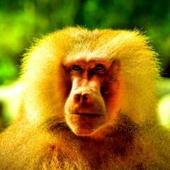 Hamadryas Baboon Hamadryas Baboon