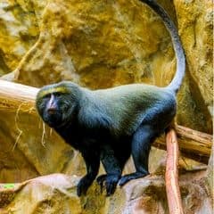 Hamlyn's Monkey Hamlyn's Monkey