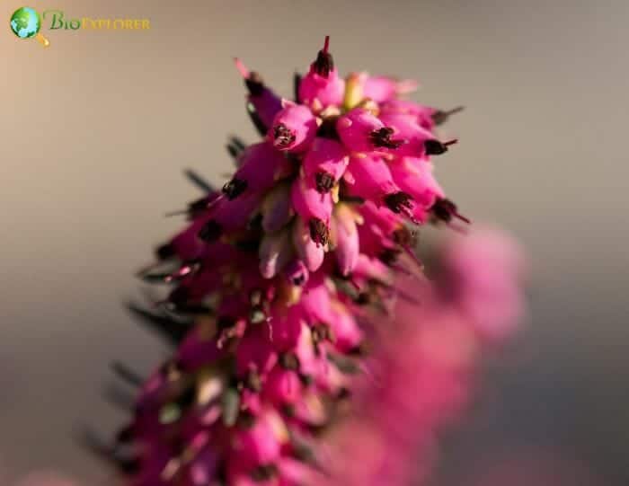 Bouquet of Purple Scotch Heather Bush Calluna Vulgaris, Erica