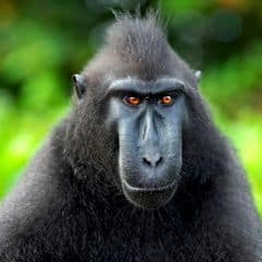 Heck's Macaque Heck's Macaque