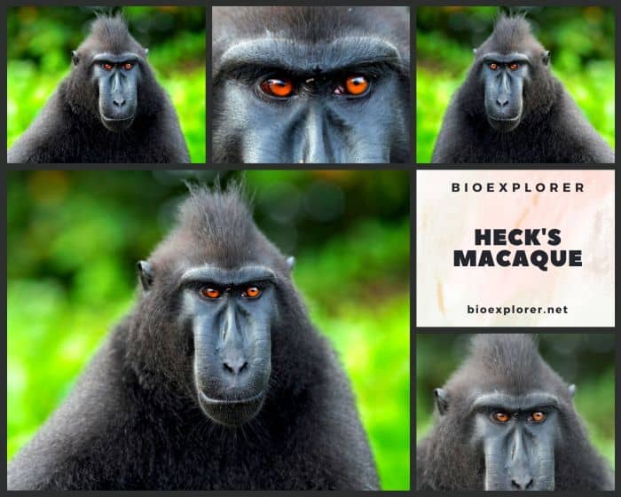 Heck's Macaque