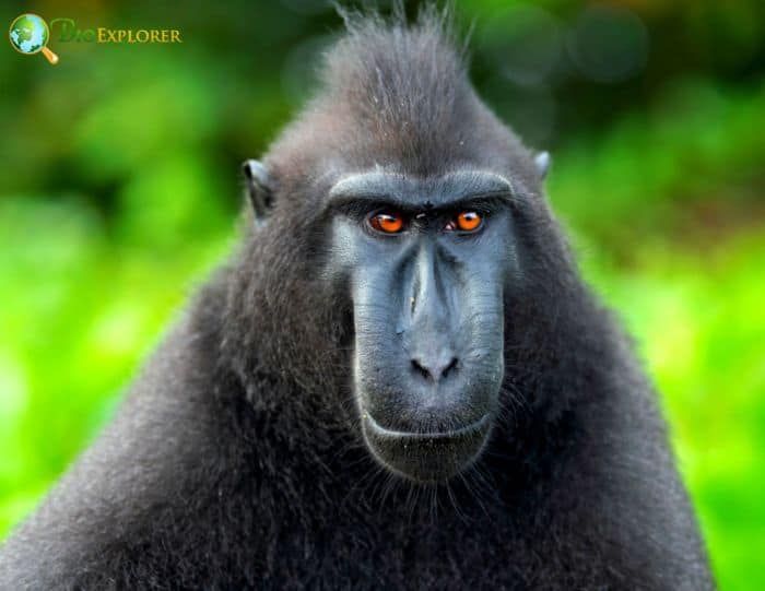 Heck's Macaque Heck's Macaque