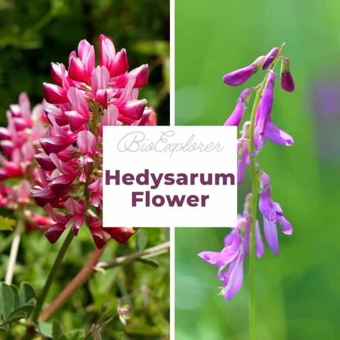 Hedysarum