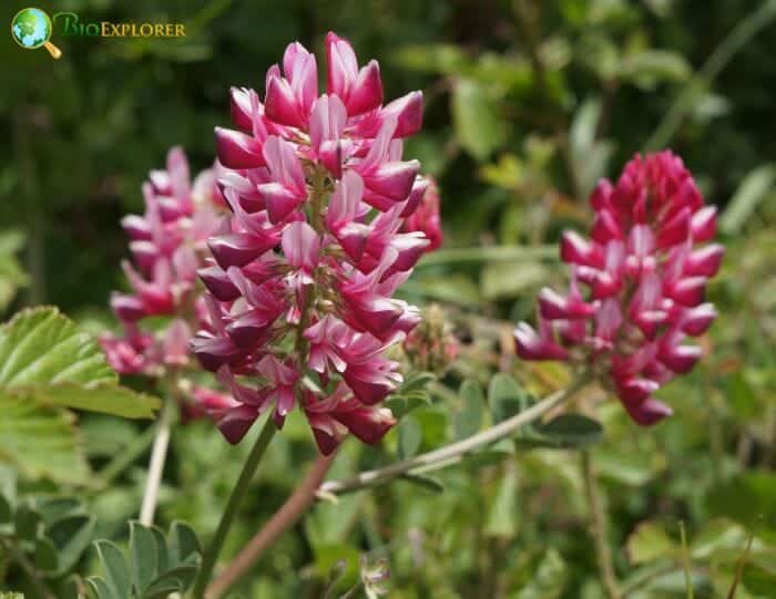 Hedysarum Flowers