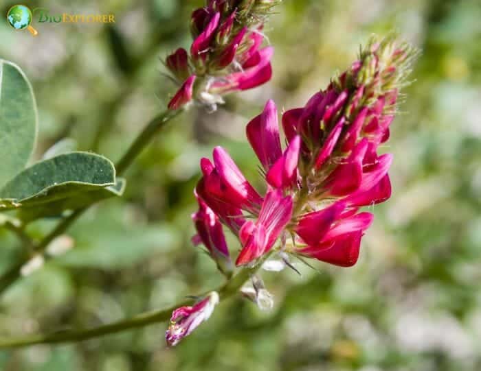 Hedysarum Flowers