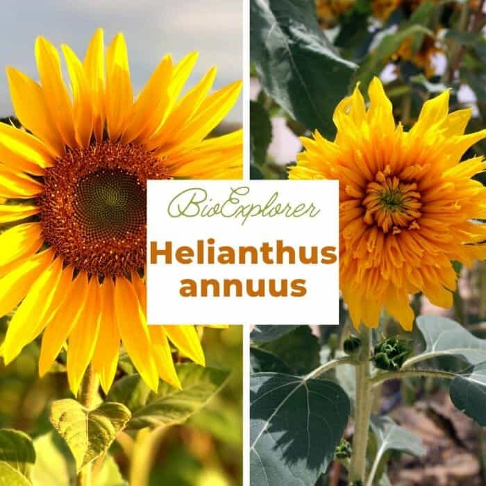 Helianthus Annuus