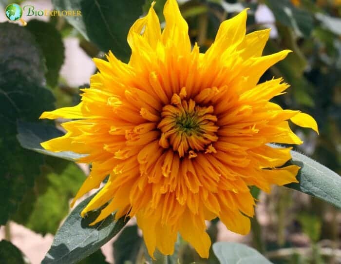 Helianthus Annuus