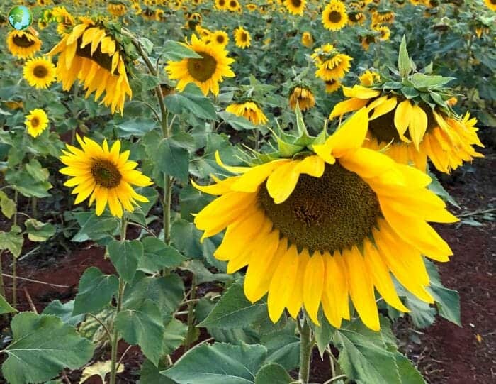 Helianthus Annuus Flowers Helianthus Annuus Flowers