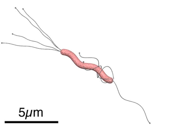 Helicobacter pylori diagram Helicobacter pylori diagram