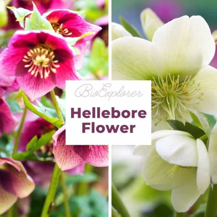 Hellebore