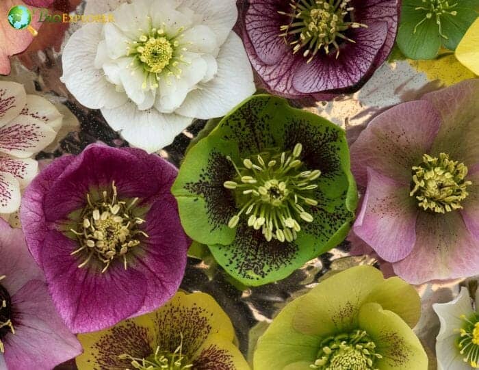 Hellebore Flowers