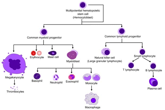 Hematopoiesis Overview (Different Blood Cells) Hematopoiesis Overview (Different Blood Cells)