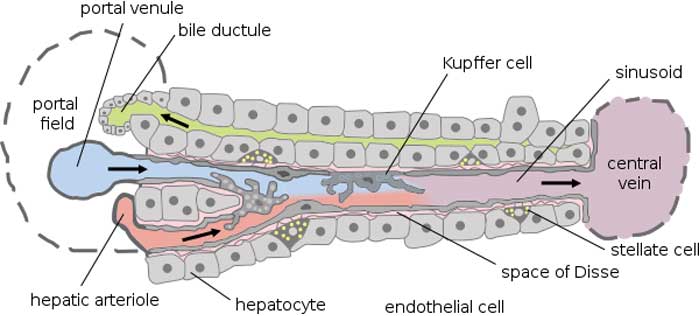 Hepatic Structure Hepatic Structure