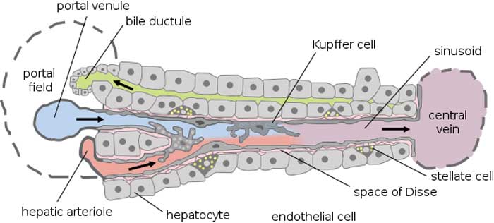 Hepatic Structure