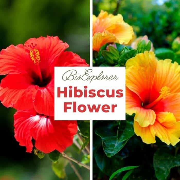 Hibiscus