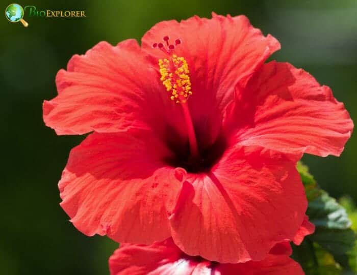 Hibiscus Flower, Rose Mallow, Trumpet-shaped Flower