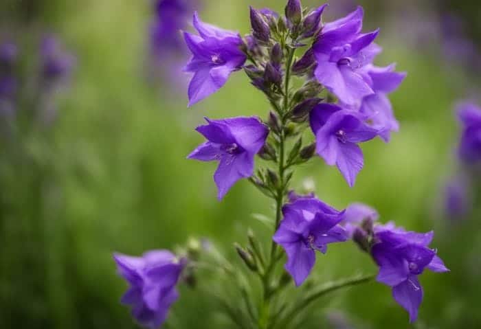 Larkspur Purple Flower Meaning | Best Flower Site