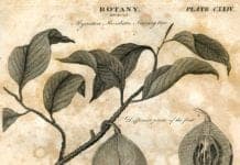 History of Botany History of Botany