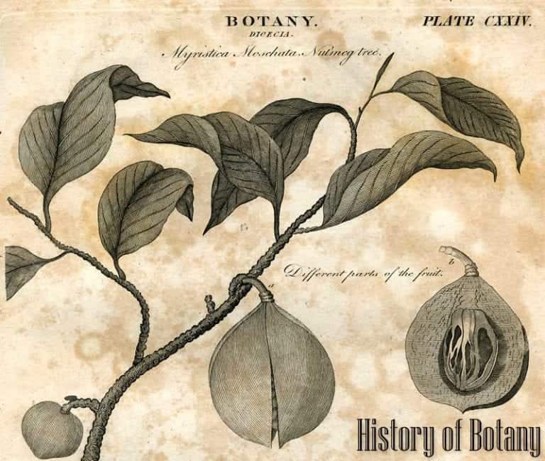 History of Botany Complete Timeline