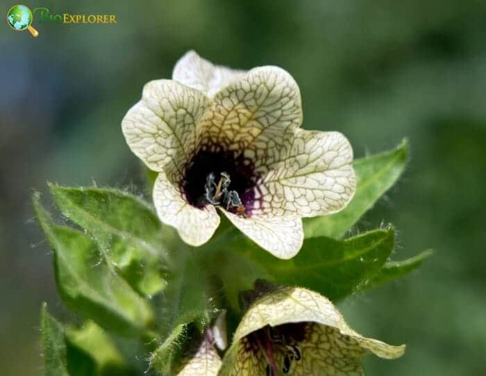 Hogbean Flowers