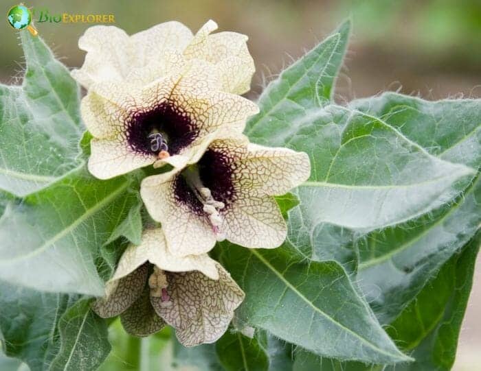 Hogbean Flowers