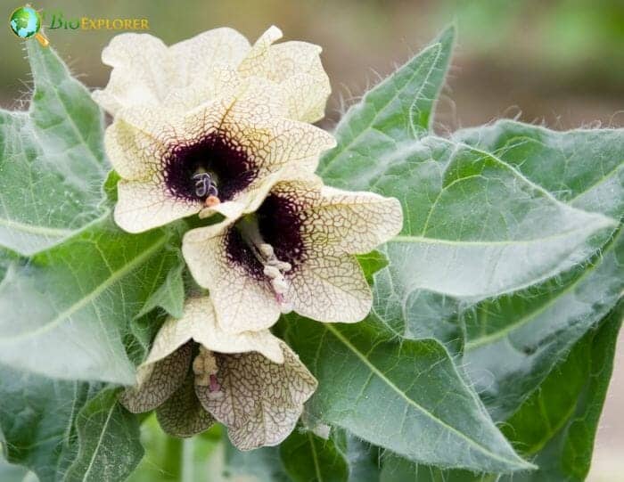 Hogbean Flowers